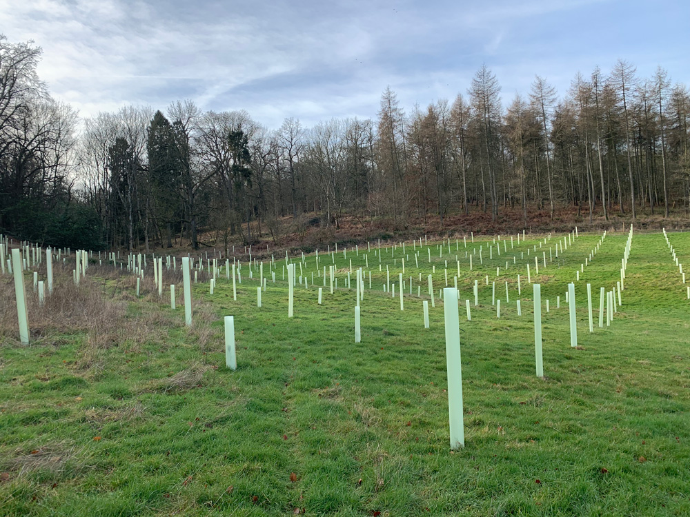 Mill-Farm-Trees-Biodegradable-Tree-Guard-in-Field