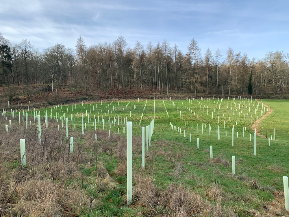 Mill-Farm-Trees-Biodegradable-Tree-Guards-in-Field