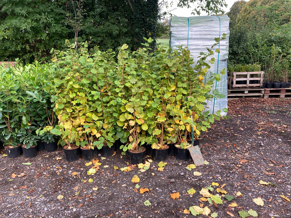 Mill-Farm-Trees-Container-Grown-Hedging