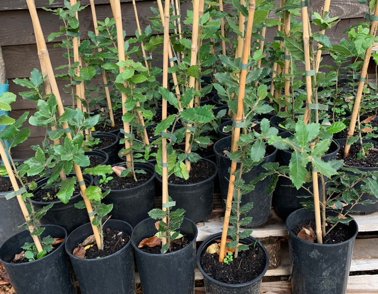 Mill-Farm-Trees-Container-Grown-Stakes-Small