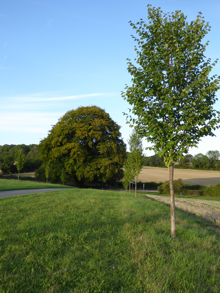 Mill-Farm-Trees-Winchester-Broadleaved-Trees