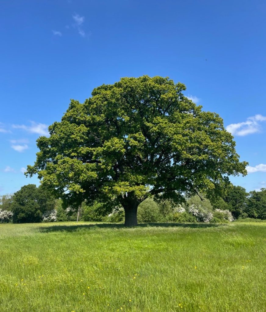 Mill-Farm-Trees-Winchester-Oak-Tree