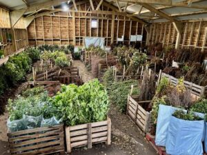 Mill Farm Trees - Hedge Planting Season - Tree Planting Season