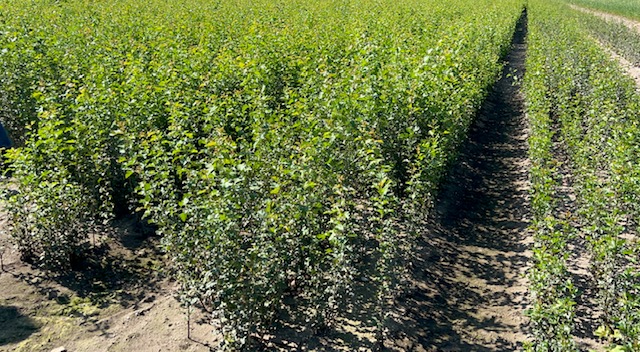 Mill Farm Trees Winchester Planting Season